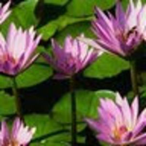 Meet your Posher, Rosalyn